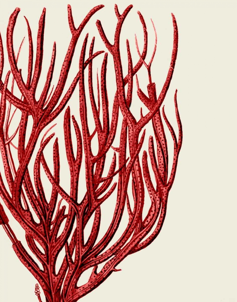 Red Corals 2 c