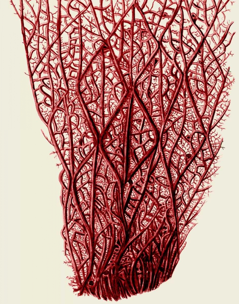 Red Corals 2 f