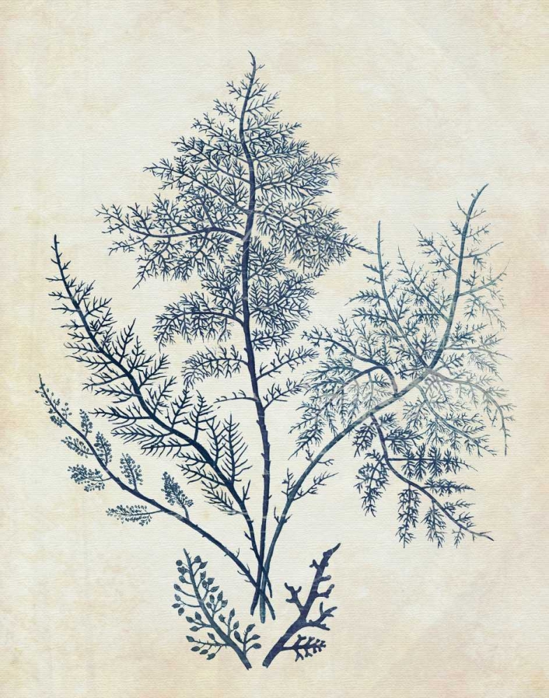 Indigo Blue Seaweed 1 d