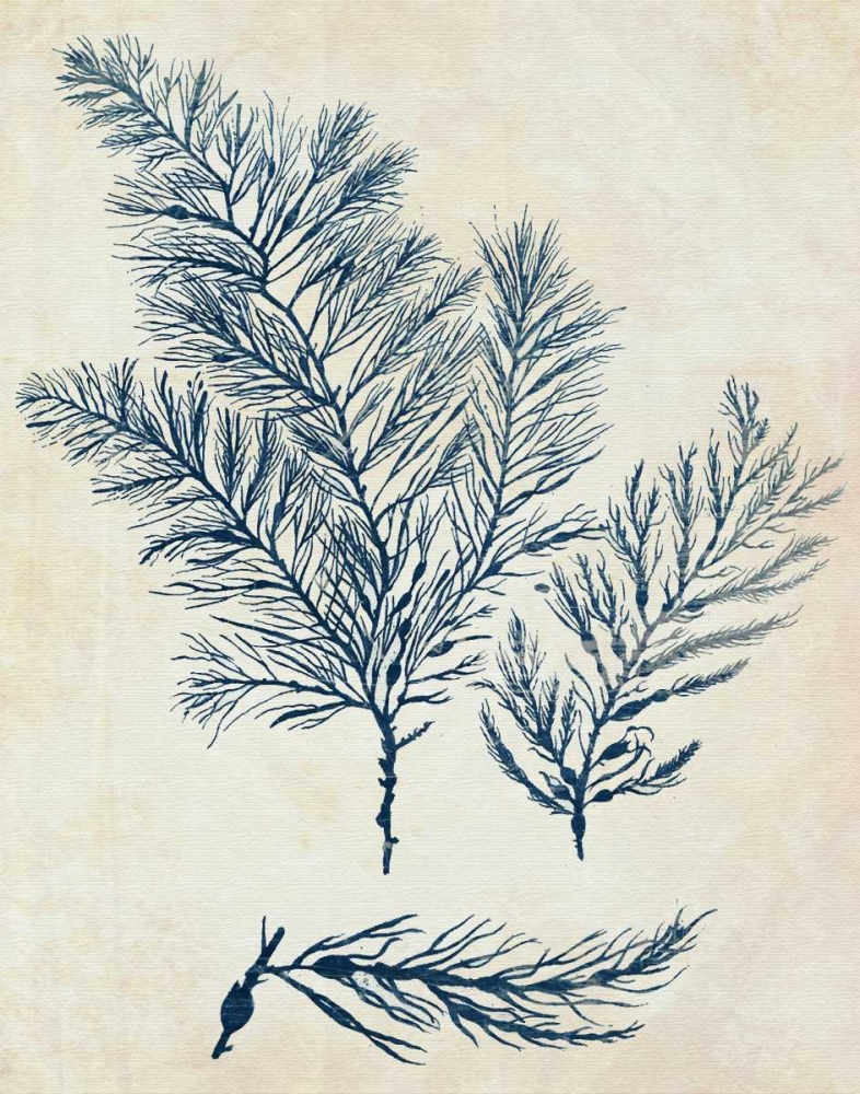 Indigo Blue Seaweed 3 a