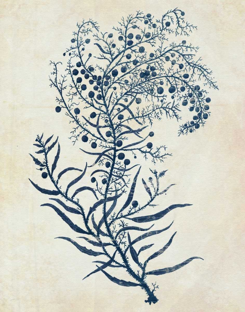 Indigo Blue Seaweed 3 c