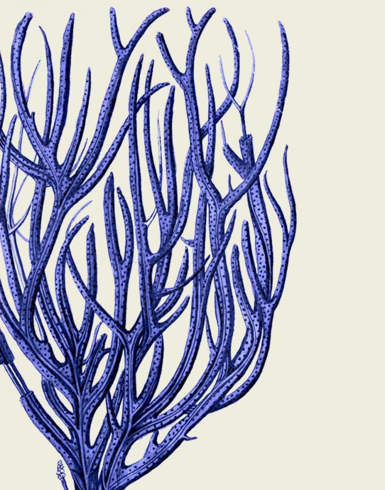 Blue Corals 2 c