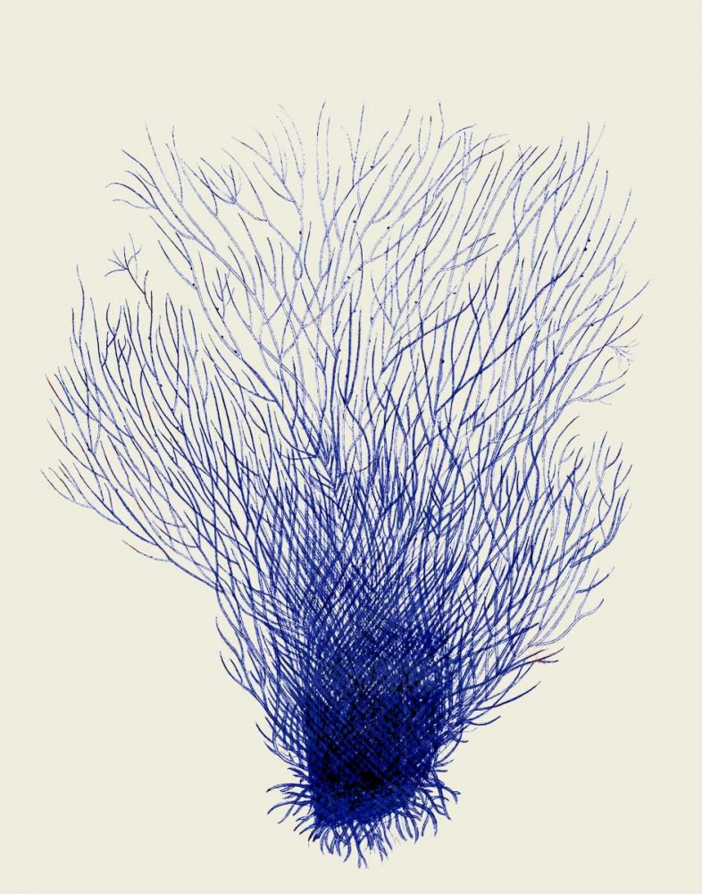 Blue Corals 2 d