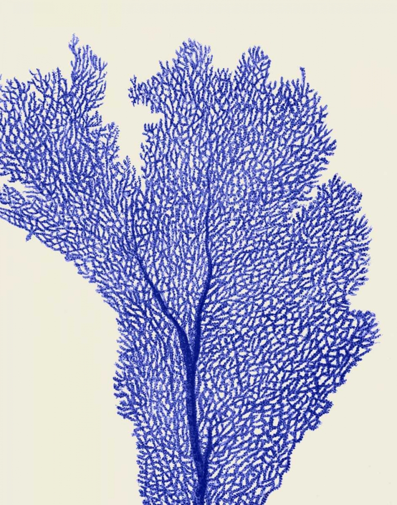 Blue Corals 2 e