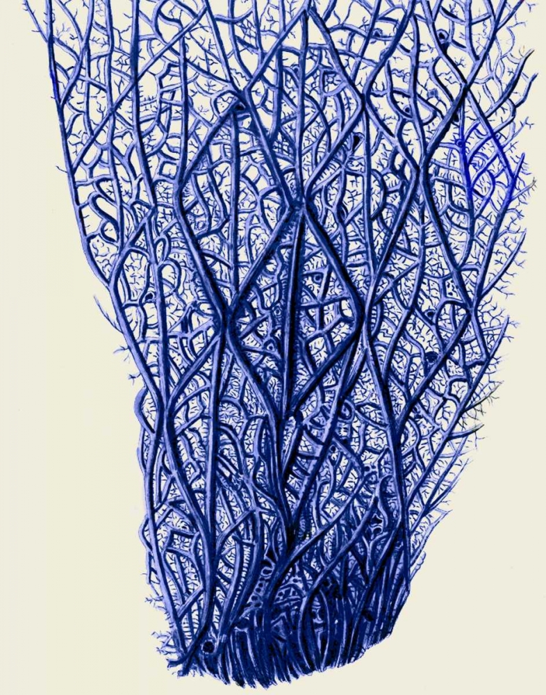 Blue Corals 2 f