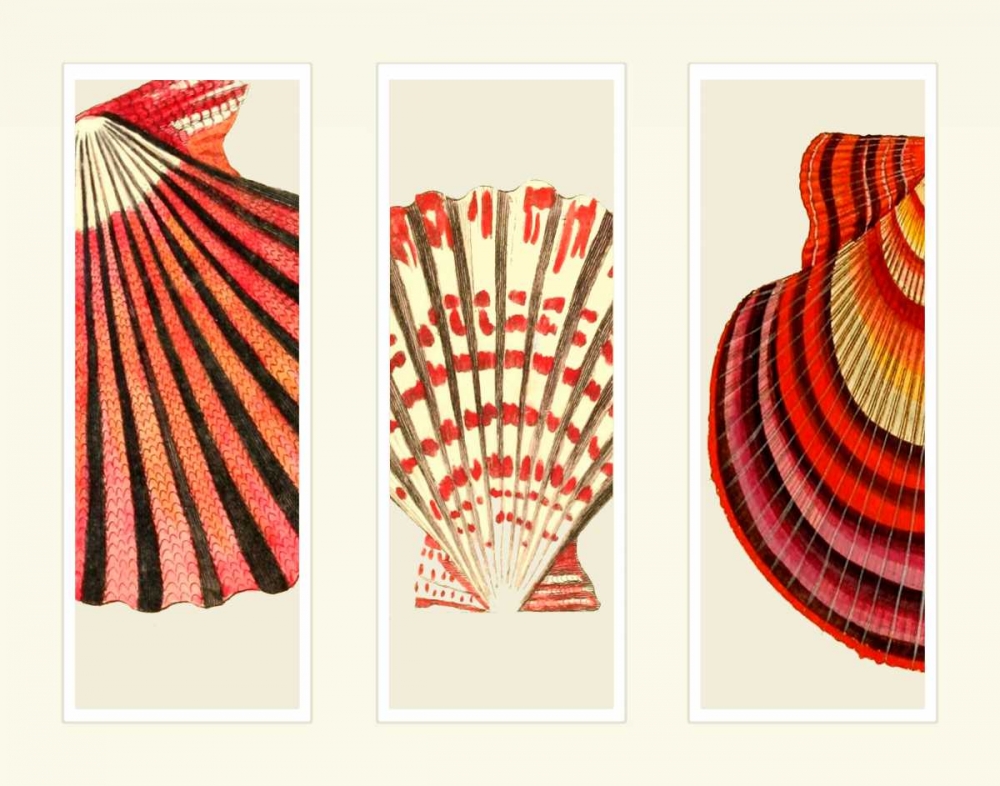 Red and Cream Shells on 3 Panels