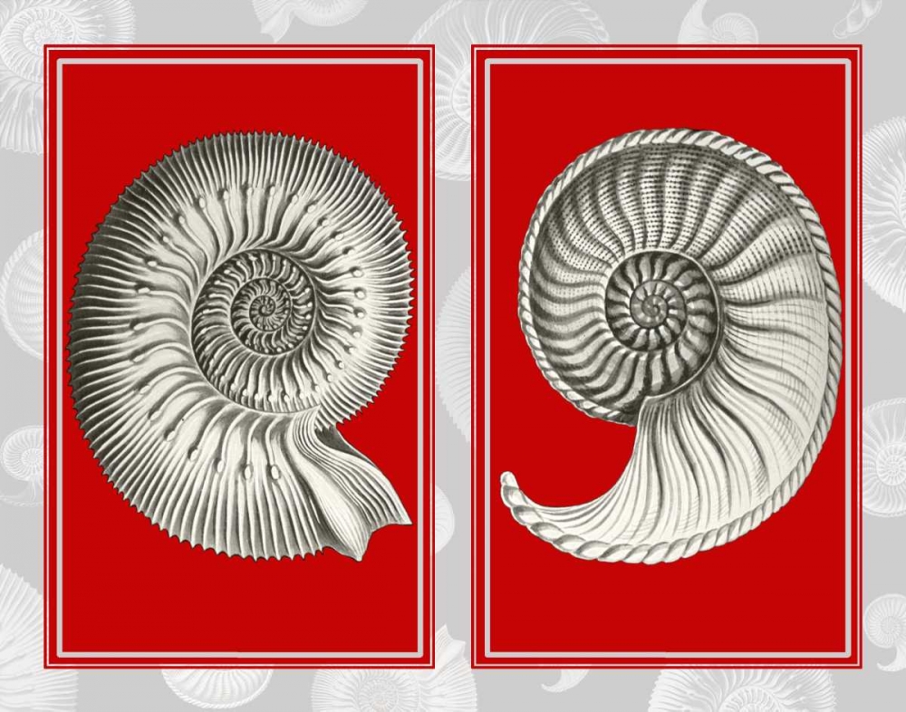 Nautilus Shells On Red