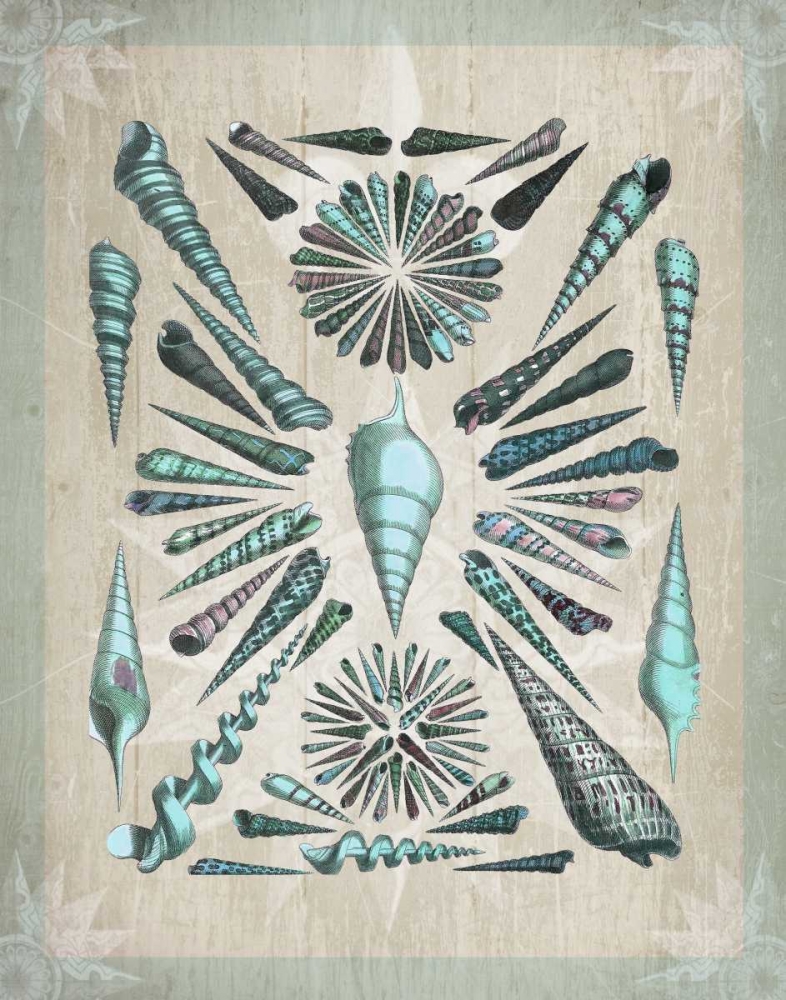 Shell Collection 5
