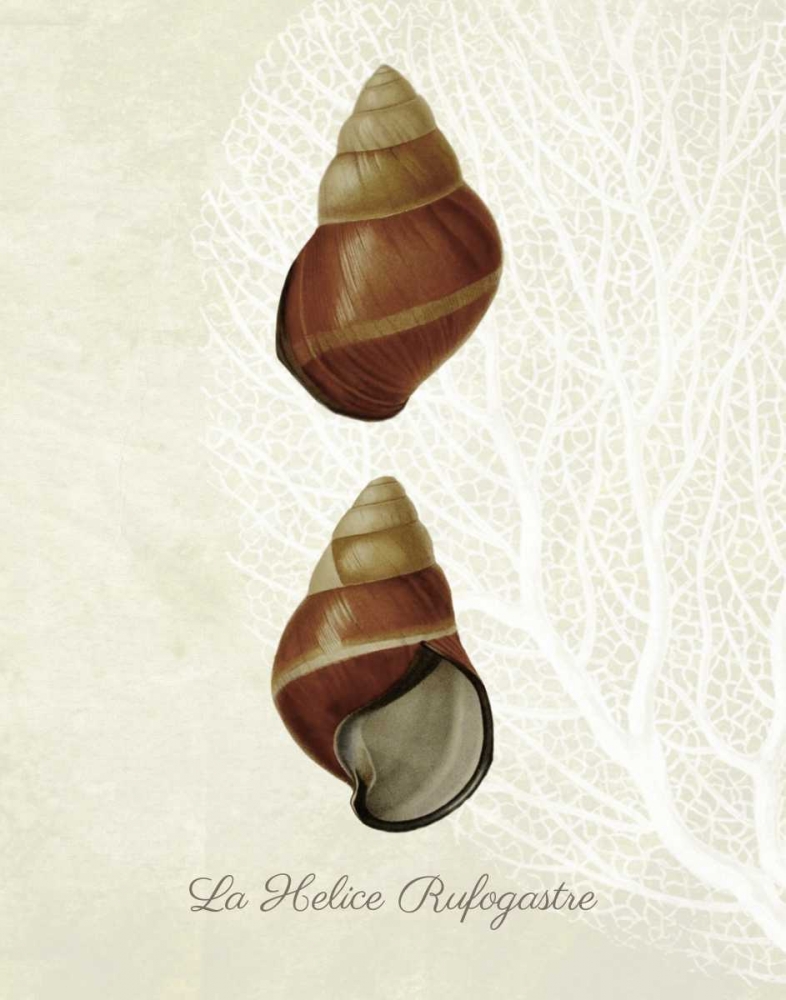 French Shell Print a