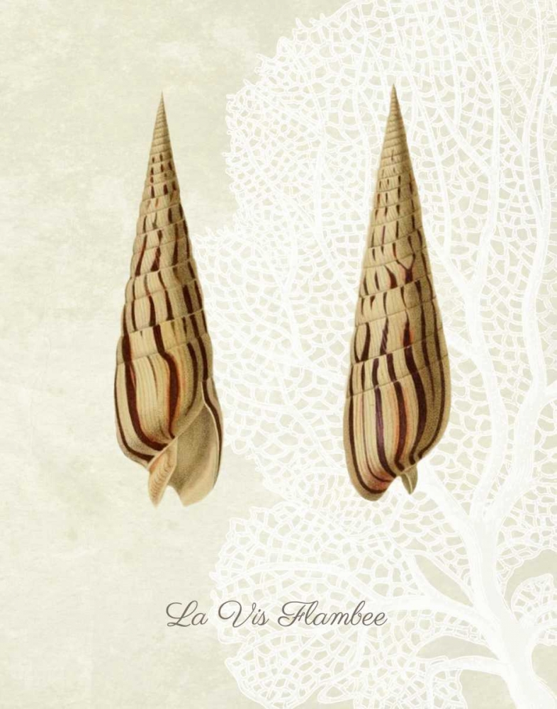French Shell Print b