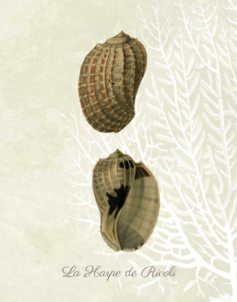 French Shell Print c