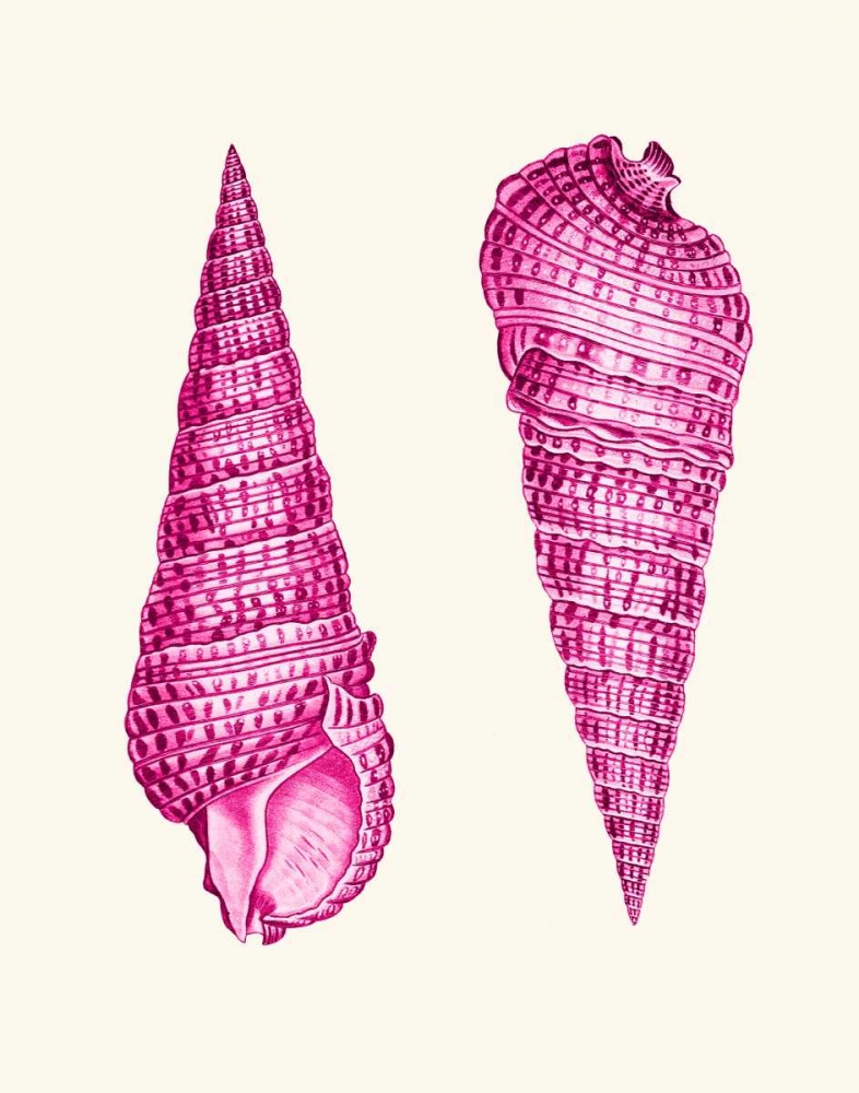 Pink Shells a