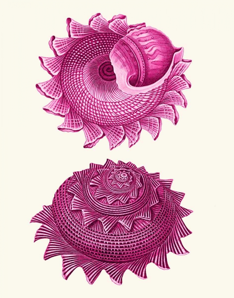 Pink Shells b