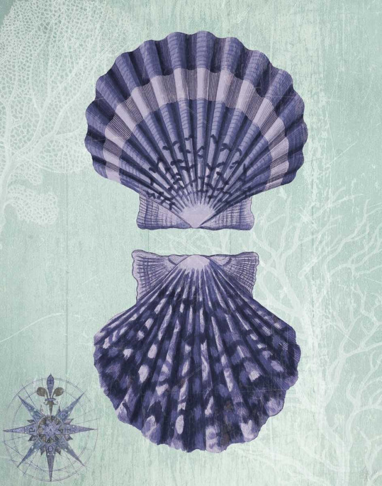 Seashell Collection 2 a
