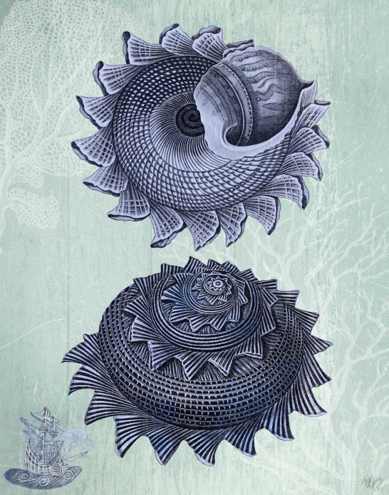 Seashell Collection 2 b