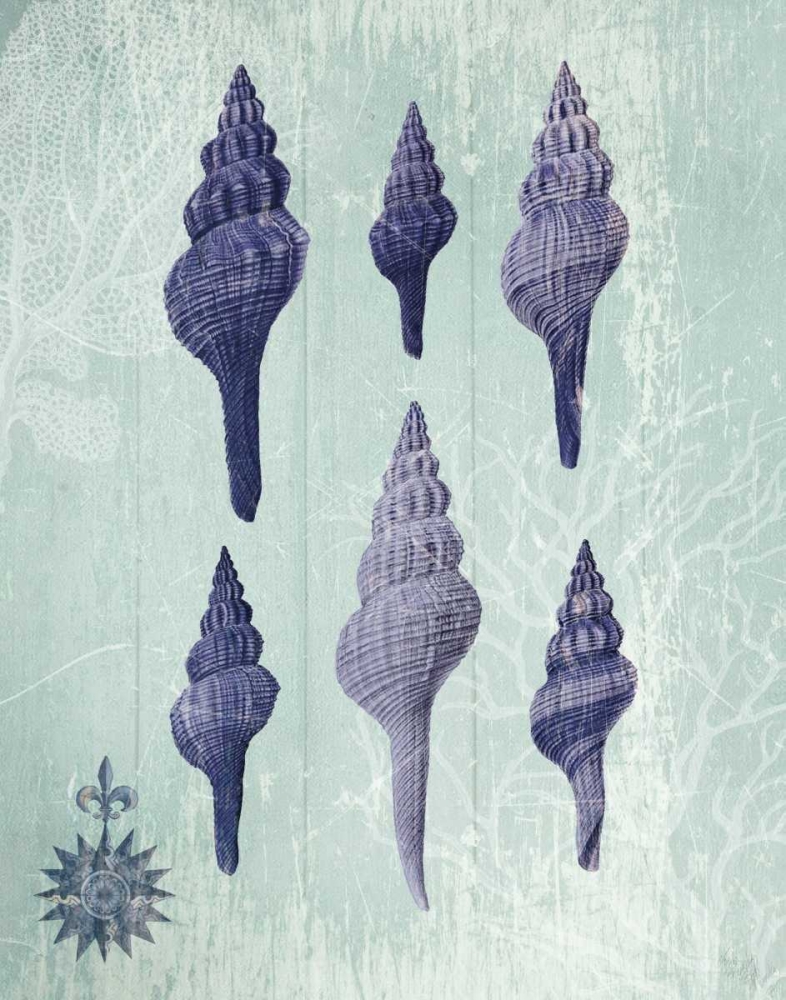 Seashell Collection 2 c