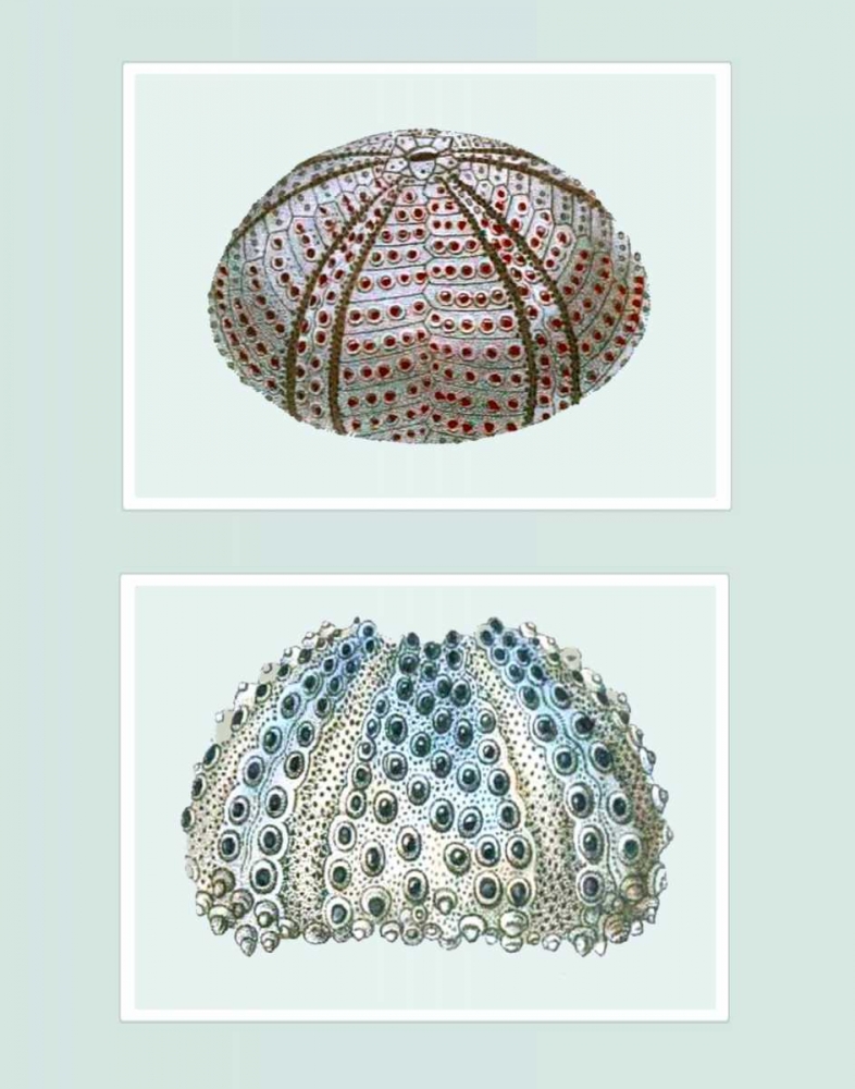 Sea Urchin Print on 2 Panels