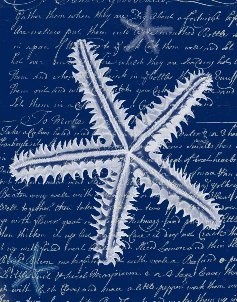 White Starfish on Blue a