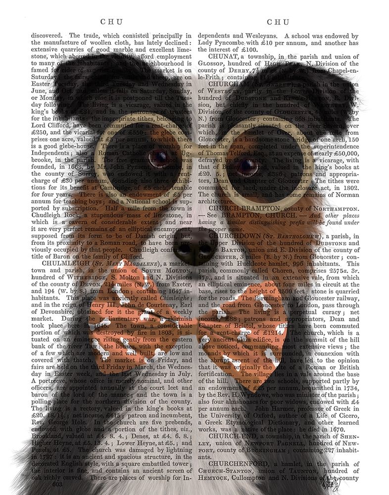 Border Collie, Tricolour, with Glasses and Bow Tie