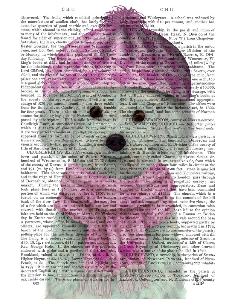 Bichon Frise in Pink Bobble Hat