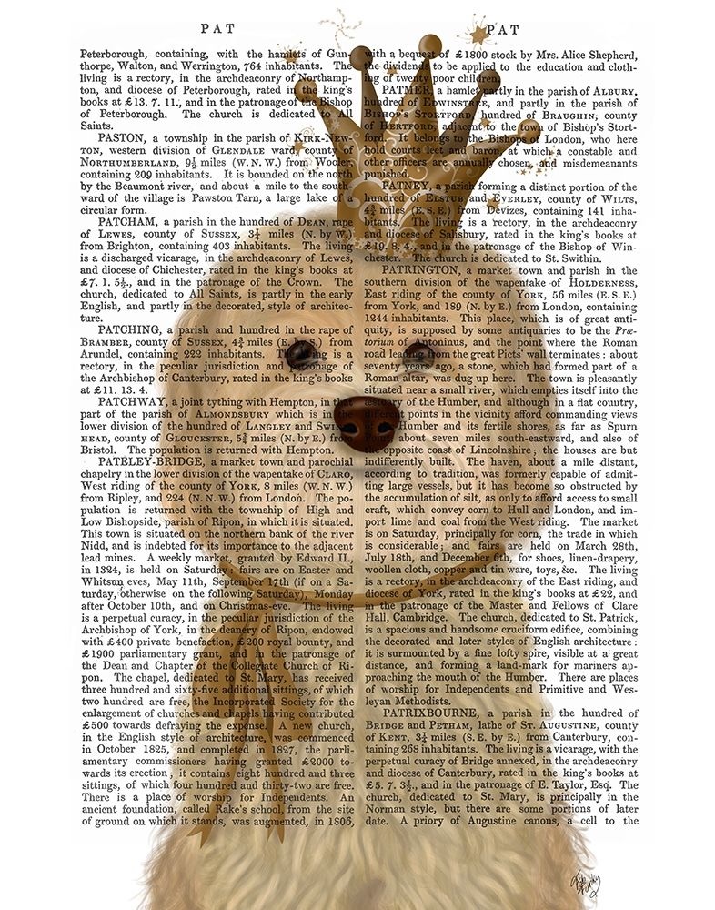 Cockerpoo Princess