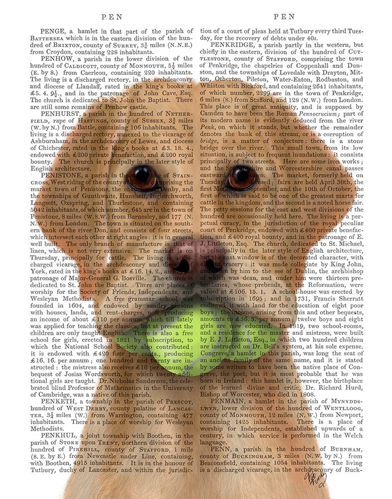 Yellow Labrador and Tennis Balls