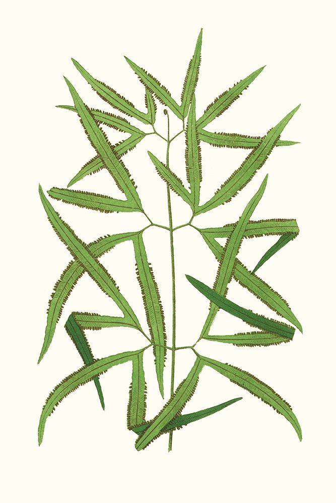 Collected Leaves XII