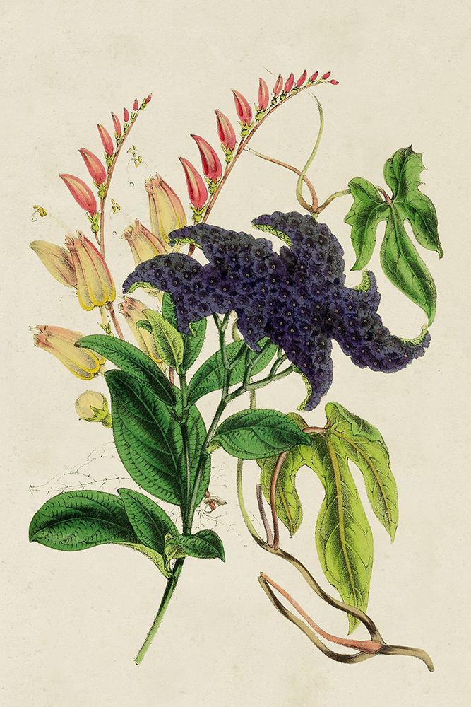 Paxton Botanical Pairing IV