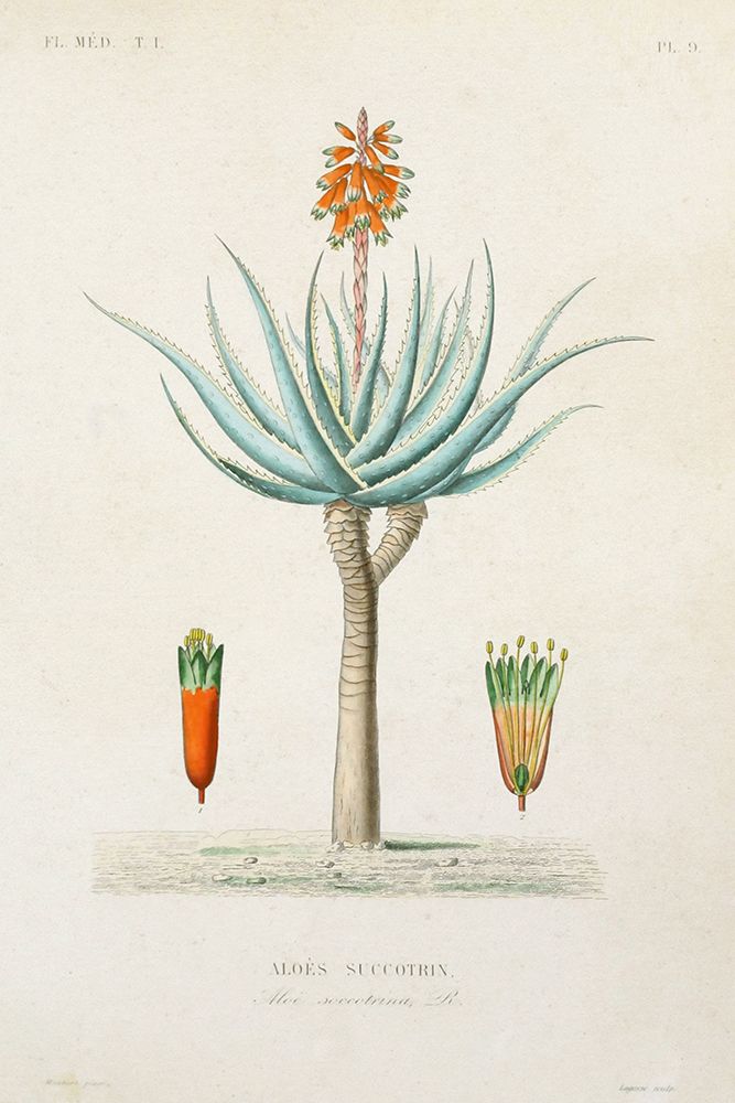 Antique Tree with Fruit I