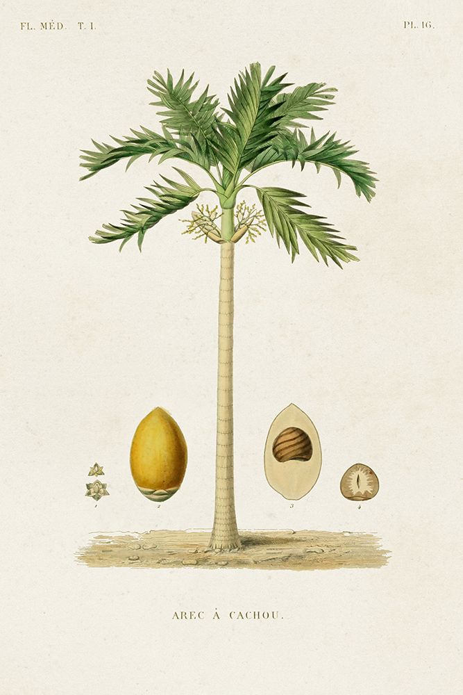 Antique Tree with Fruit II