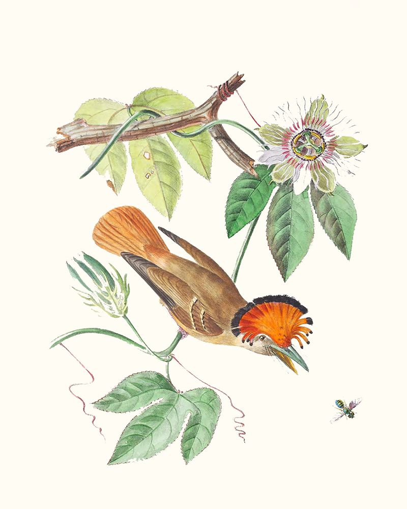 Cuvier Bird And Habitat I
