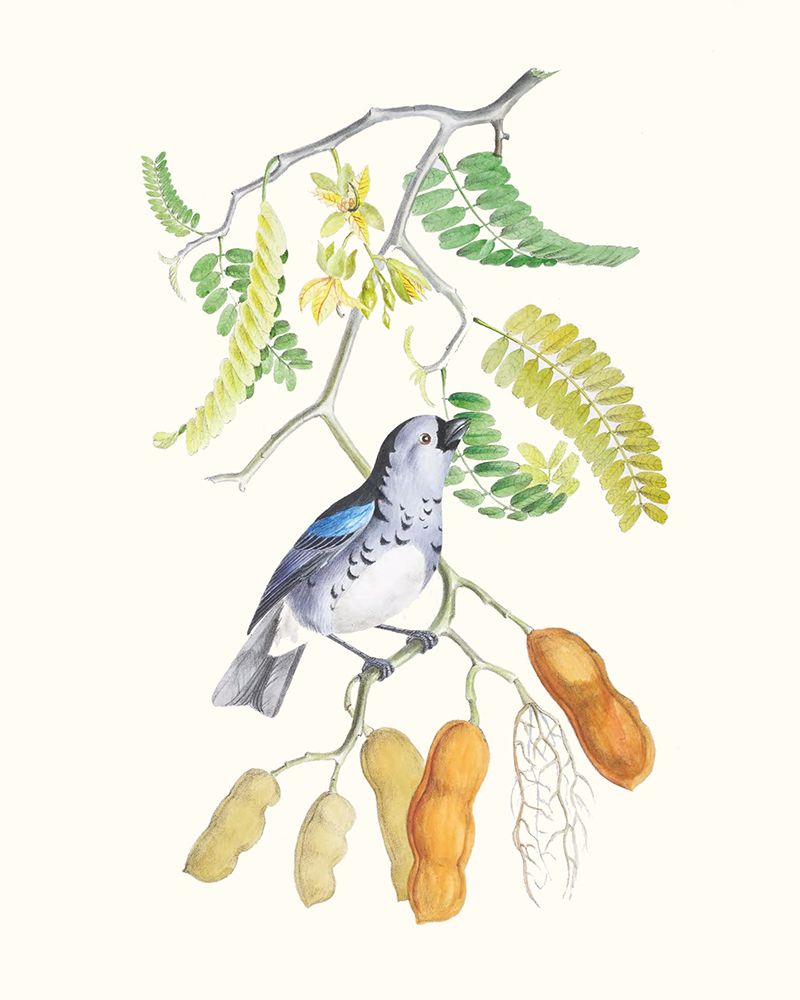 Cuvier Bird And Habitat II