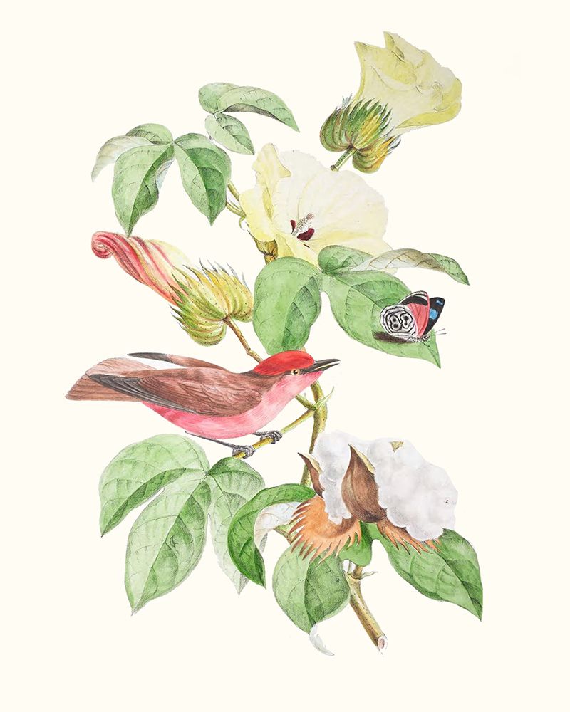 Cuvier Bird And Habitat III