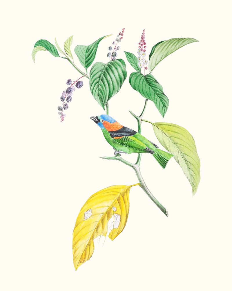 Cuvier Bird And Habitat IV