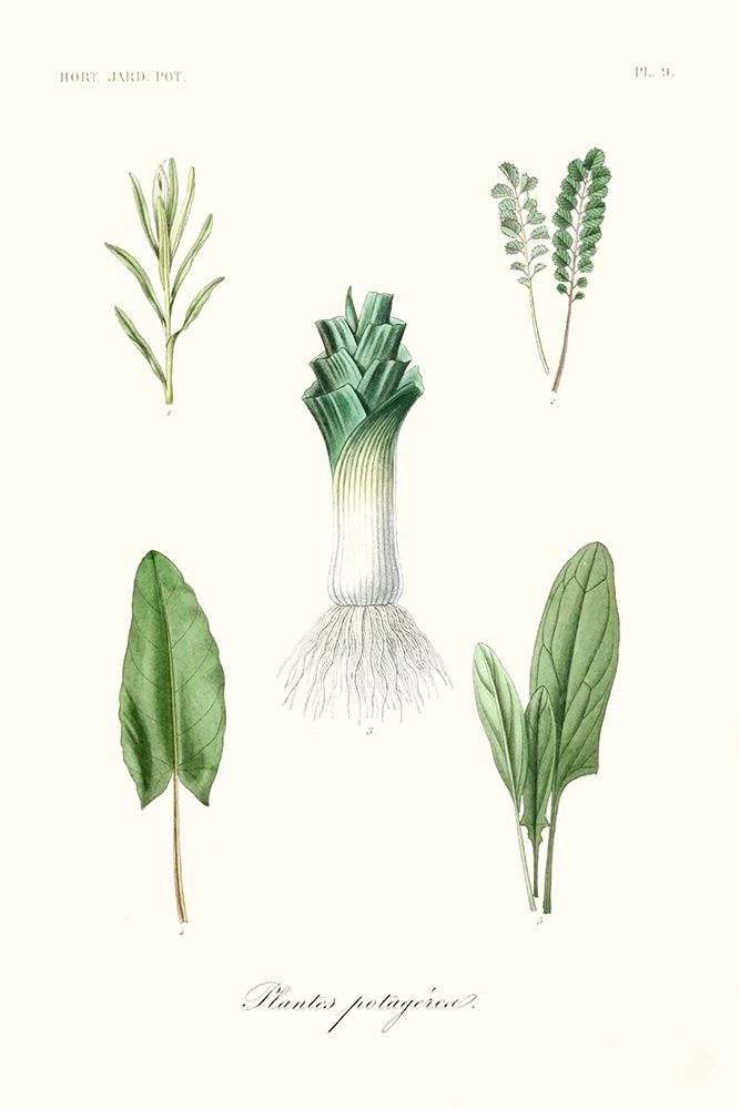 Fruit And Vegetable Varieties I