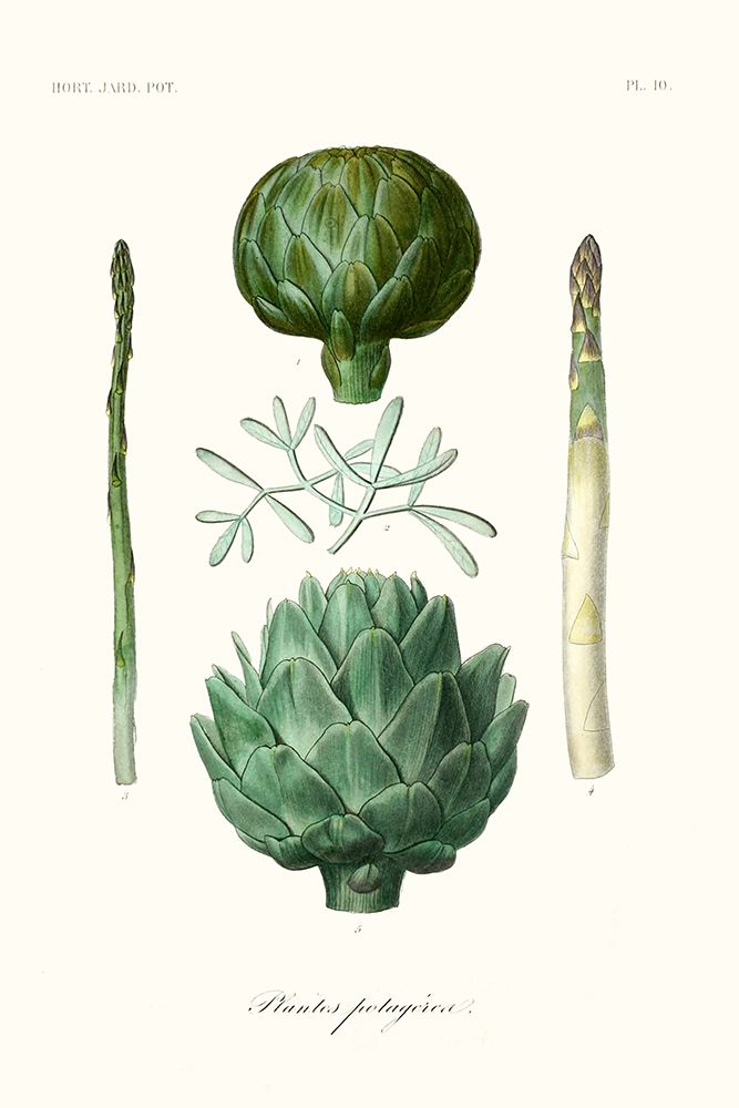Fruit And Vegetable Varieties II