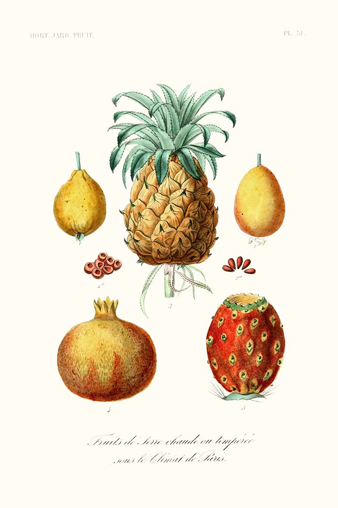 Fruit And Vegetable Varieties V