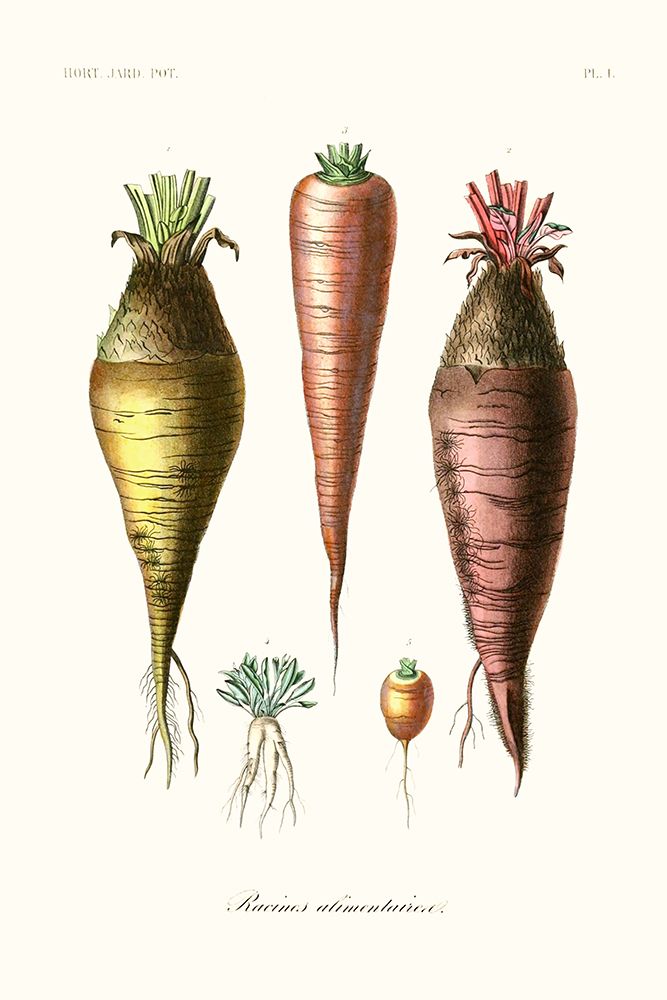 Fruit And Vegetable Varieties VI