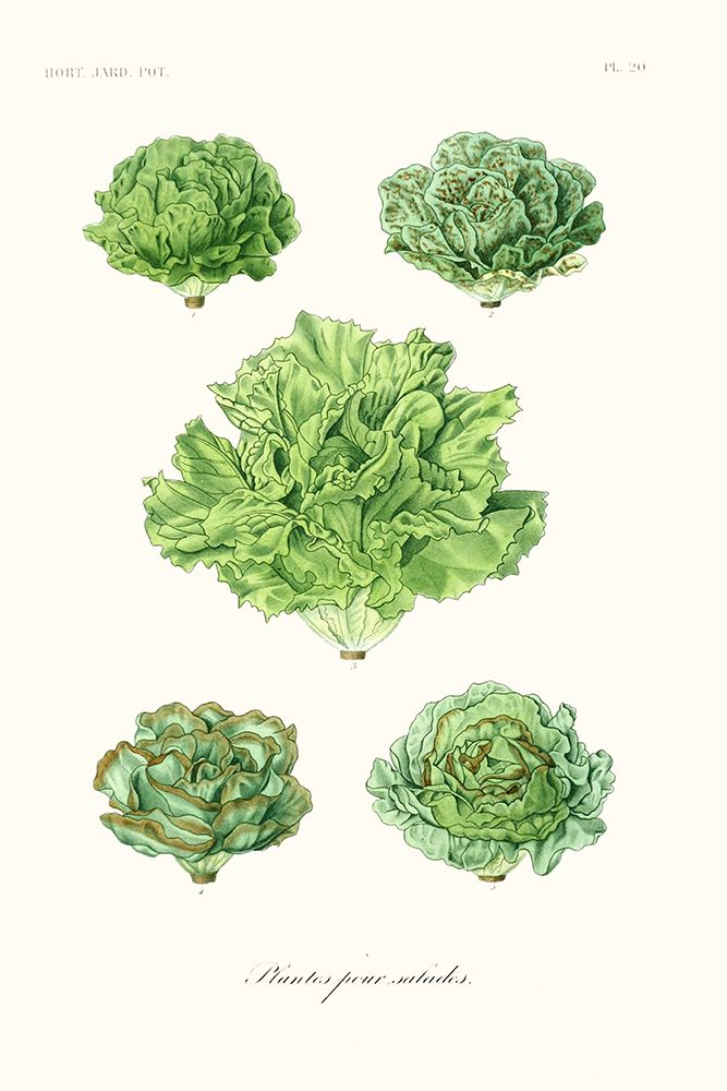 Fruit And Vegetable Varieties VII
