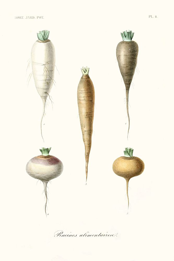 Fruit And Vegetable Varieties IX