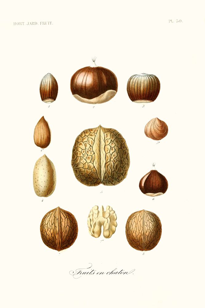 Fruit And Vegetable Varieties X