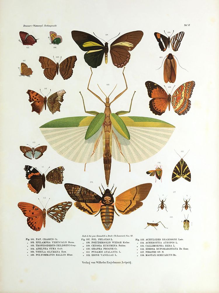 Winged Nature I