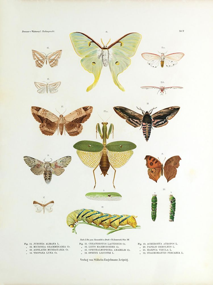 Winged Nature II