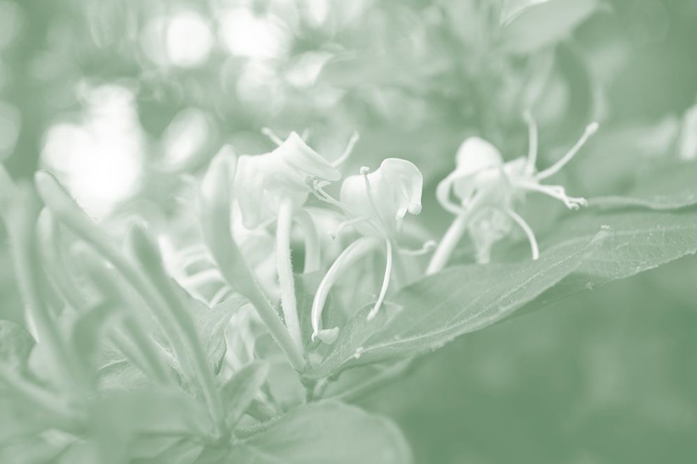 Honeysuckle Summer II