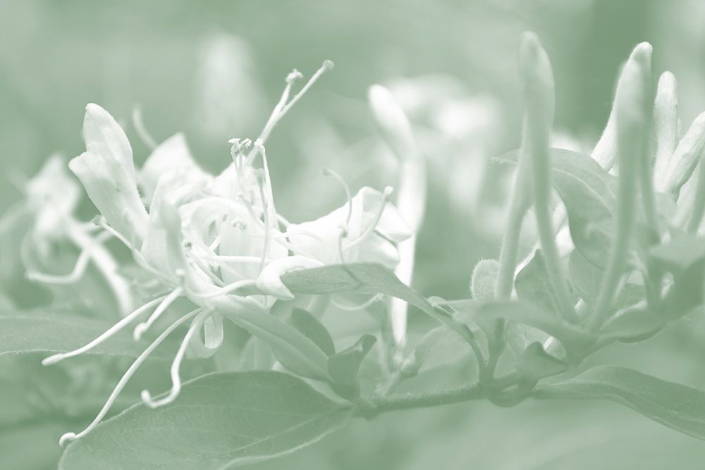 Honeysuckle Summer IV