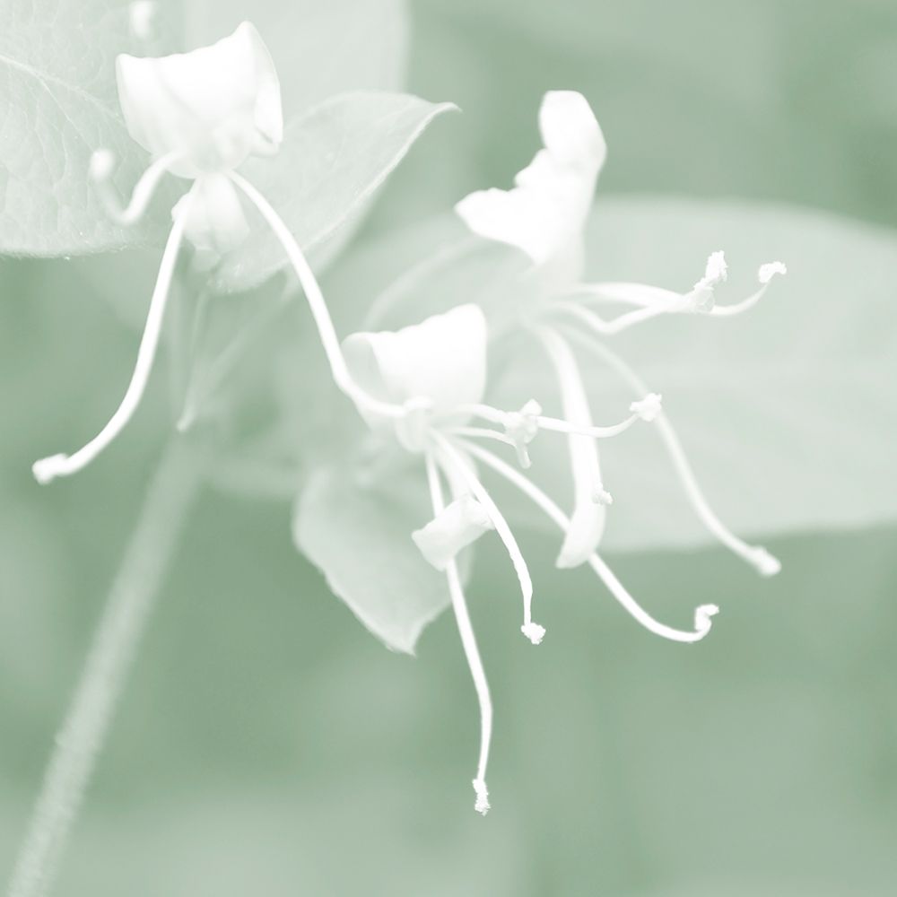 Honeysuckle Summer VI