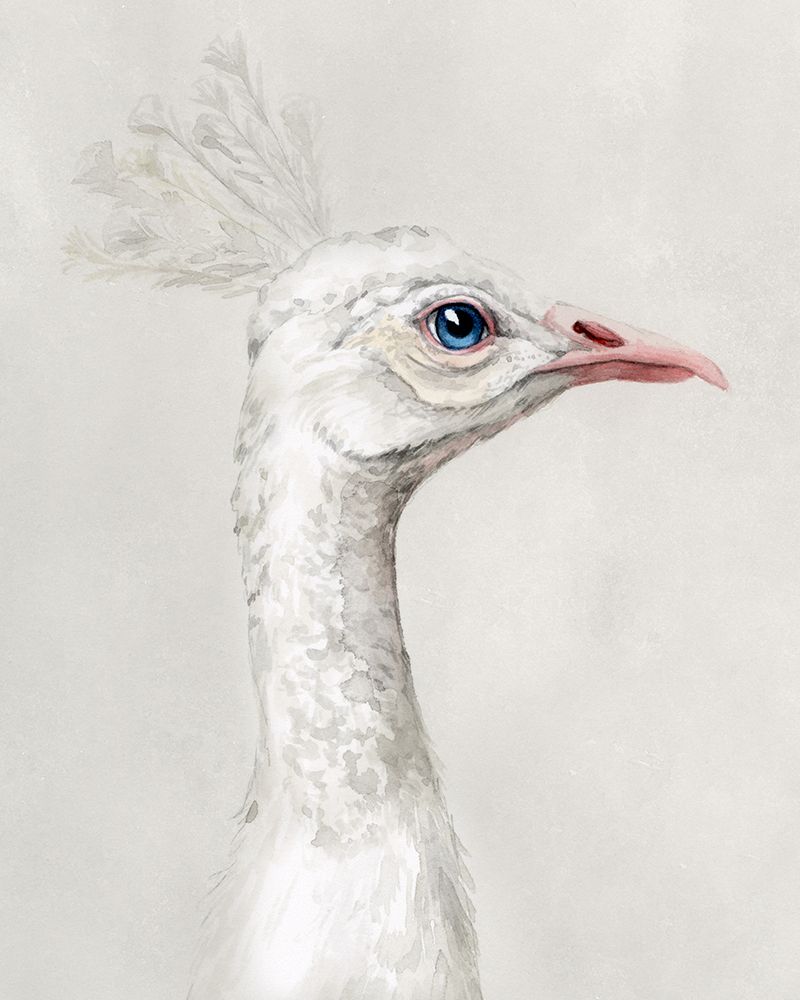 Alpine Peacock I