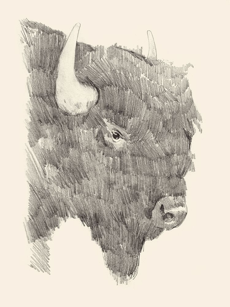 Buffalo Sketch I