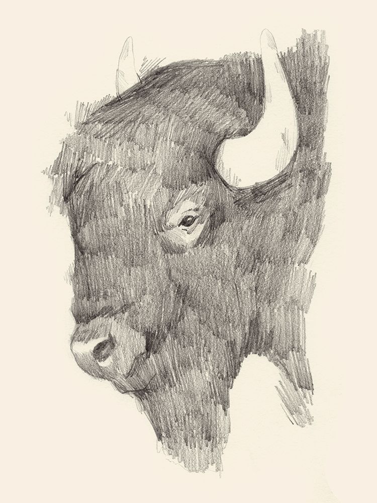 Buffalo Sketch II
