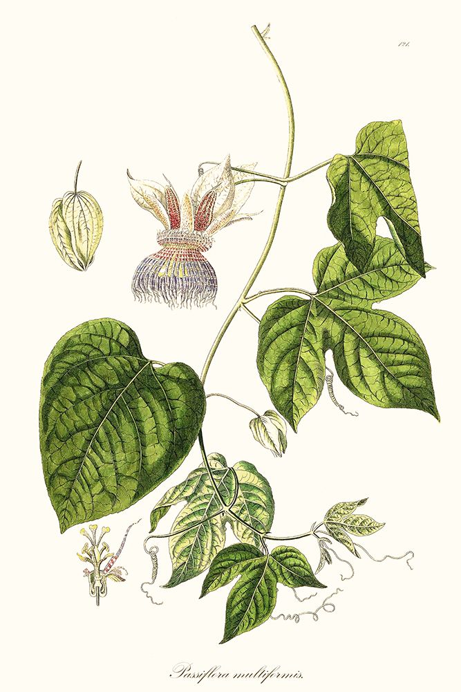 Passion Flower Trio I